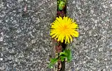 Taraxacum / Dandelion Symbol for Reslience Salutogenesis